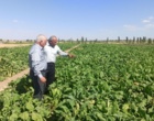 بازدید میدانی مزارع چغندرقند بهاره غرب استان خراسان رضوی