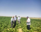 بازدید میدانی مزارع چغندرقند بهاره غرب استان خراسان رضوی