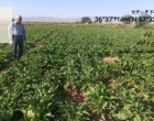 بازدید میدانی مزارع چغندرقند بهاره غرب استان خراسان رضوی