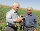 بازدید میدانی مزارع چغندرقند بهاره غرب استان خراسان رضوی