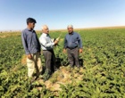 بازدید میدانی مزارع چغندرقند بهاره غرب استان خراسان رضوی