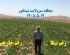 پایش مزارع چغندرقند ارقام ایرانی در استان خراسان رضوی و شمالی