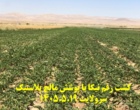 پایش مزارع چغندرقند ارقام ایرانی در استان خراسان رضوی و شمالی