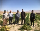 پایش مزارع چغندرقند ارقام ایرانی در استان خراسان رضوی و شمالی