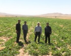 پایش مزارع چغندرقند ارقام ایرانی در استان خراسان رضوی و شمالی