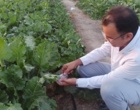 رهاسازی زنبور پارازیتوئید براکون در قطعات آزمایشی چغندرقند بهاره کرج