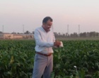 رهاسازی زنبور پارازیتوئید براکون در قطعات آزمایشی چغندرقند بهاره کرج