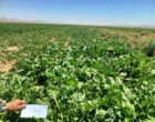 پایش ارقام ایرانی در مزارع چغندرقند استان‌ خراسان جنوبی