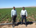 پایش ارقام ایرانی در مزارع چغندرقند استان‌ خراسان جنوبی