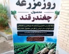 همایش روز مزرعه چغندرقند در میاندوآب