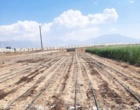 عملیات کاشت قطعه پست کنترل نرعقیمی و منوژرمی لاین ها و هیبریدهای اصلاحی چغندرقند