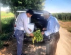 پایش و نمونه‌برداری تخصصی بیماری «ریزومانیا» در مزارع تحقیقات چغندرقند میاندوآب