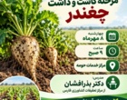 دوره آموزشی کاشت و داشت چغندرقند پاییزه در داراب استان فارس