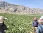 بازدید از مزارع و پایلوت مقایسه ارقام چغندرقند ایرانی در پاسارگاد