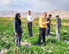 بازدید از مزارع و پایلوت مقایسه ارقام چغندرقند ایرانی در اقلید فارس