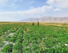 بازدید از مزارع و پایلوت مقایسه ارقام چغندرقند ایرانی در اقلید فارس