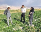 بازدید از مزارع و پایلوت مقایسه ارقام چغندرقند ایرانی در اقلید فارس