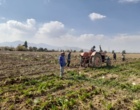 عملیات برداشت آزمایشات چغندرقند بهاره در همدان