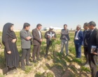 روز انتقال یافته‌های تحقیقاتی الگوهای نوین کشت چغندرقند و معرفی گیاه چیکوری