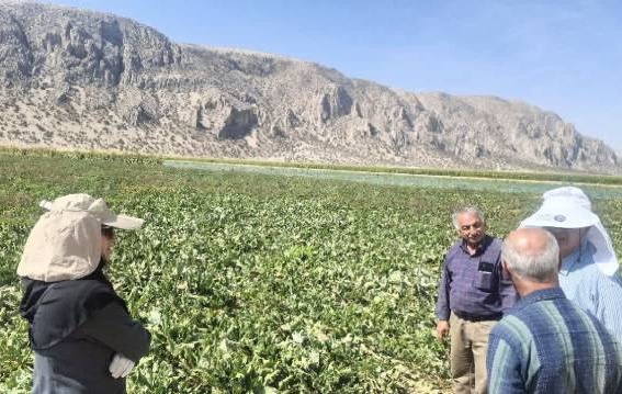 بازدید از مزارع و پایلوت مقایسه ارقام چغندرقند ایرانی در پاسارگاد