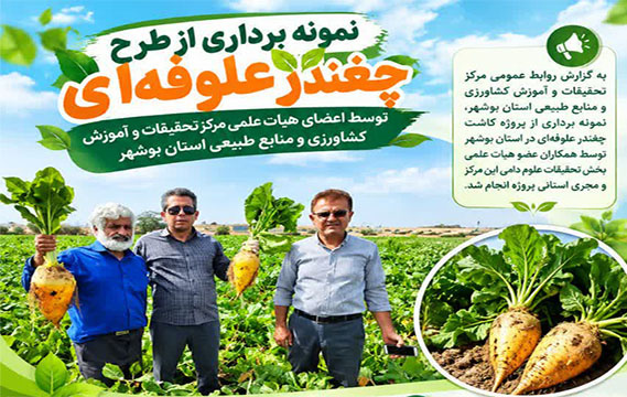 اینفوگرافی چغندر علوفه‌ای