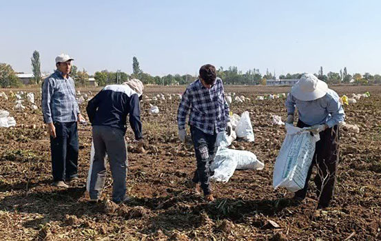 آغاز برداشت آزمایشات بخش تحقیقات چغندرقند مرکز آذربایجان غربی