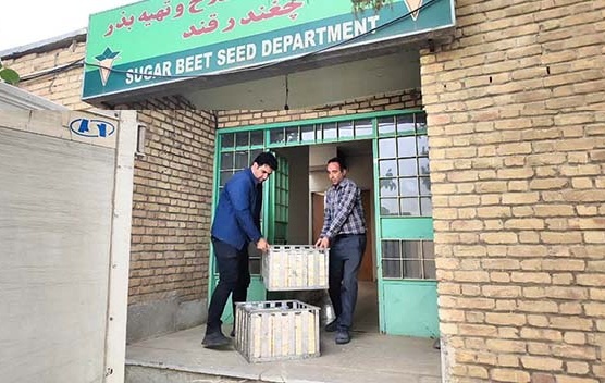 انتقال سینی نمونه‌های تعیین عیار و صفات تکنولوژیک چغندرقند
