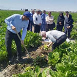 برگزاری رویداد انتقال‌یافته‌های تحقیقاتی چغندرقند در ایستگاه ملی تحقیقات کشاورزی گنبدکاووس