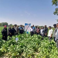 برگزاری روز انتقال یافته های تحقیقاتی در محصول چغندرقند در قالب طرح ارتقای دانش و ترویج اجرای عملیات خوب کشاورزی
