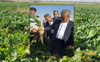 بازدید غلامرضا گل‌محمدی از مزرعه چغندرقند و گفت‌وگو با مجریان طرح‌های تحقیقاتی: