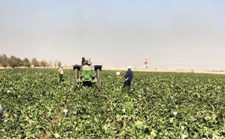 برداشت آزمایشات چغندرقند بهاره در مشهد