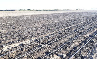 کاشت آزمایش مقایسه ارقام بذر پلت شده در شهرستان گنبدکاووس انجام شد