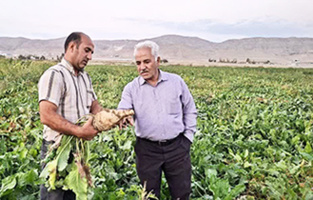 بازدید از مزارع چغندرقند مناطق غربی و مرکزی استان خراسان شمالی