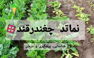 ویدئو آموزشی "نماتد چغندرقند" در کانال آپارات موسسه بارگذاری شد