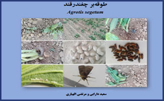 بارگذاری نشریه "طوقه بر چغندرقند" در بخش نشریات پورتال موسسه