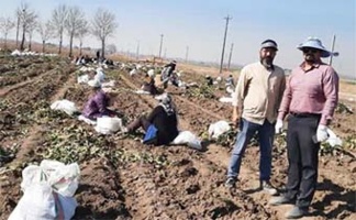 عملیات برداشت ریشه چه های قطعات اصلاحی بخش تحقیقات به نژادی