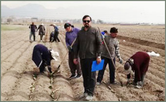 کاشت ایزوله اسکرین های بخش تحقیقات به نژادی