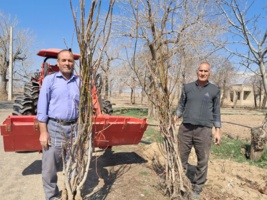 کاشت نهال گردو پیوندی رقم چندلر در باغ گردوی ایستگاه تحقیقات چغندرقند مهندس مطهری