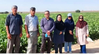 بازدید از مزارع چغندرقند پاییزه استان بوشهر