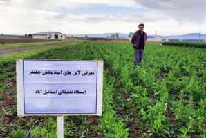 عملیات داشت قطعه تکثیر لاین های امید بخش چغندر علوفه ای در ایستگاه تحقیقات زراعی اسماعیل آباد قزوین