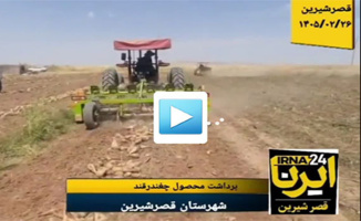 ویدئو برداشت بیش از ۵۶ هزار تن چغندرقند پاییزه از مزارع قصرشیرین