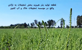 گوشه‌ای از فعالیت‌ها و عملیات اصلاحی تولید بذر هیبرید چغندرقند
