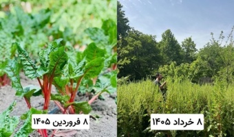 قطعه ایزوله تولید بذر اصلاحی چغندر زینتی در کرج
