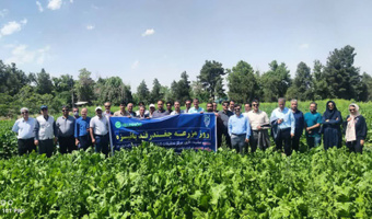 روز مزرعه چغندرقند پاییزه در مشهد