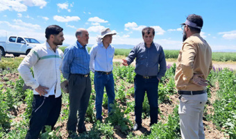 پایش مزارع تولید بذر هیبرید تجارتی چغندرقند اردبیل