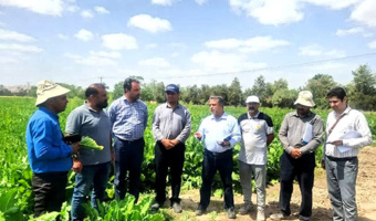 بازدید مدیران مزارع و کارشناسان کشاورزی آستان قدس از پایلوت کشت پاییزه چغندرقند مشهد