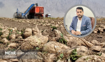 طعم شیرین خودکفایی در زاگرس؛ کرمانشاه پیشتاز تولید چغندرقند کشور