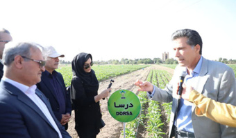 از تنوع ژنتیکی تا تولید هیبریدهای مقاوم؛ آغاز مسیر خلق نسل جدید ارقام چغندرقند