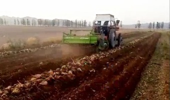 برداشت پایلوت چغندرقند زمستانه در شهرستان تربت حیدریه