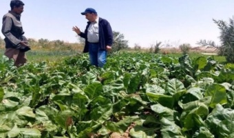 فاصله‌ای به نام «دانش تا مزرعه»؛ چالش پنهان تولید چغندرقند